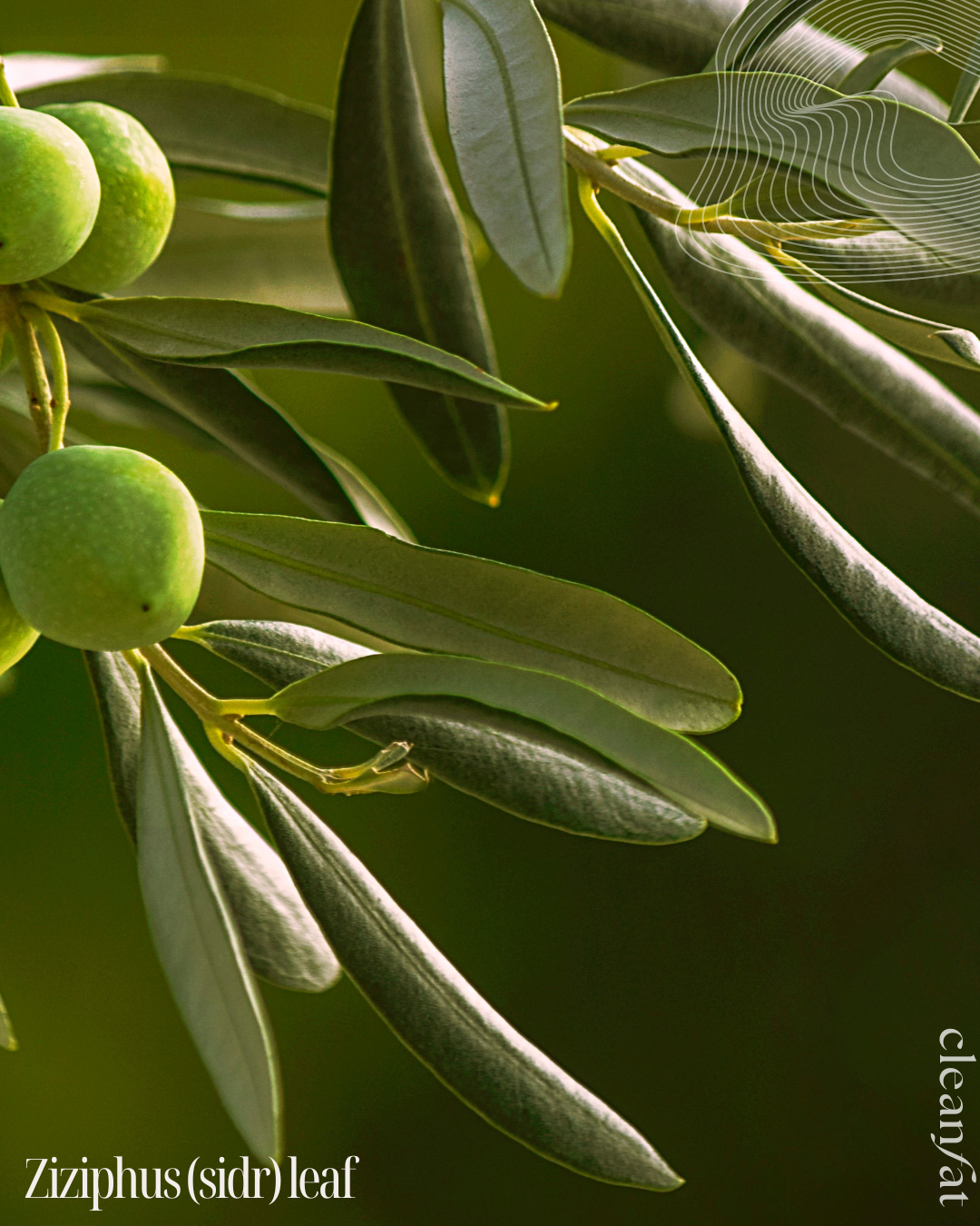 BotaniCalm - Herbal Healing Balm